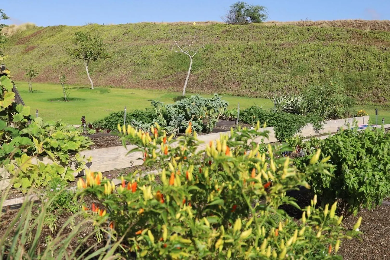 Pih: Hale Kailani Heated Private Pool Spa Waimea  Casa de Férias